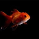 ���� ��������, �����, 61 ��� - ��������� 21 ����� 2026