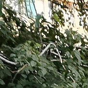 �������, 69 ���, ���������