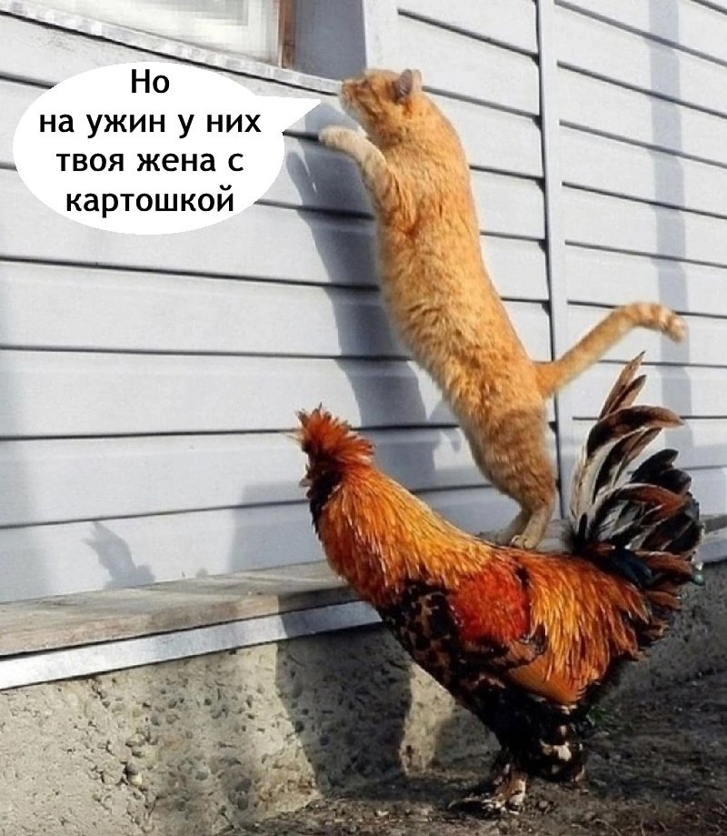 Мужик опять без жены остался - 3