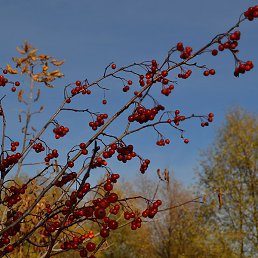 ����, �������