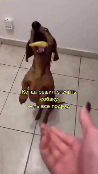 ce�e�o. ����� �������