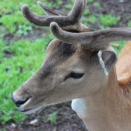 �����, �����-���������, 24 ����