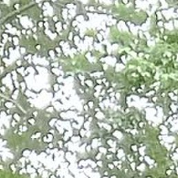 ����, �����������, 55 ���