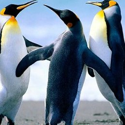 ���������, ������-��-����, 79 ���