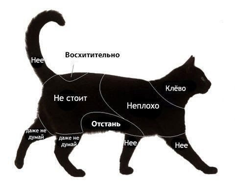 Изучите карточку перед походом в гости, где есть котики)))