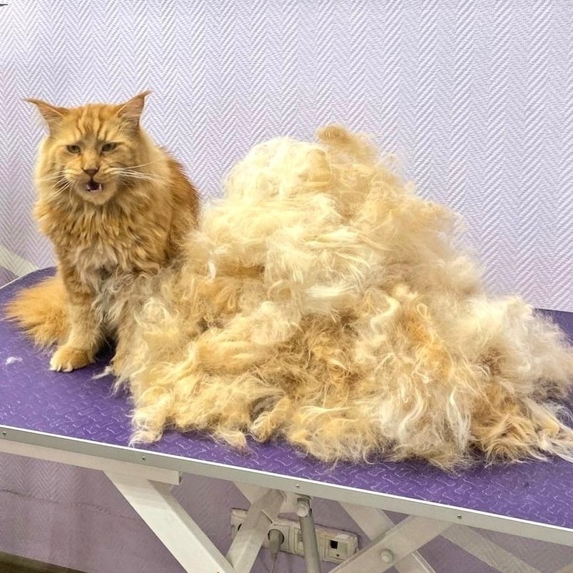 «Почесали малыша и даже избежали люлей». - 2