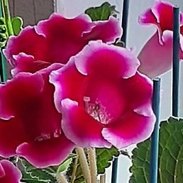 ���������, �����-���������