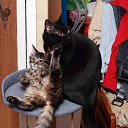 ���� �ocpucm, ������, 48 ��� - ��������� 15 ���� 2025 � ������ ������ ��������