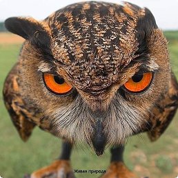 ����������, ��������, 86 ���