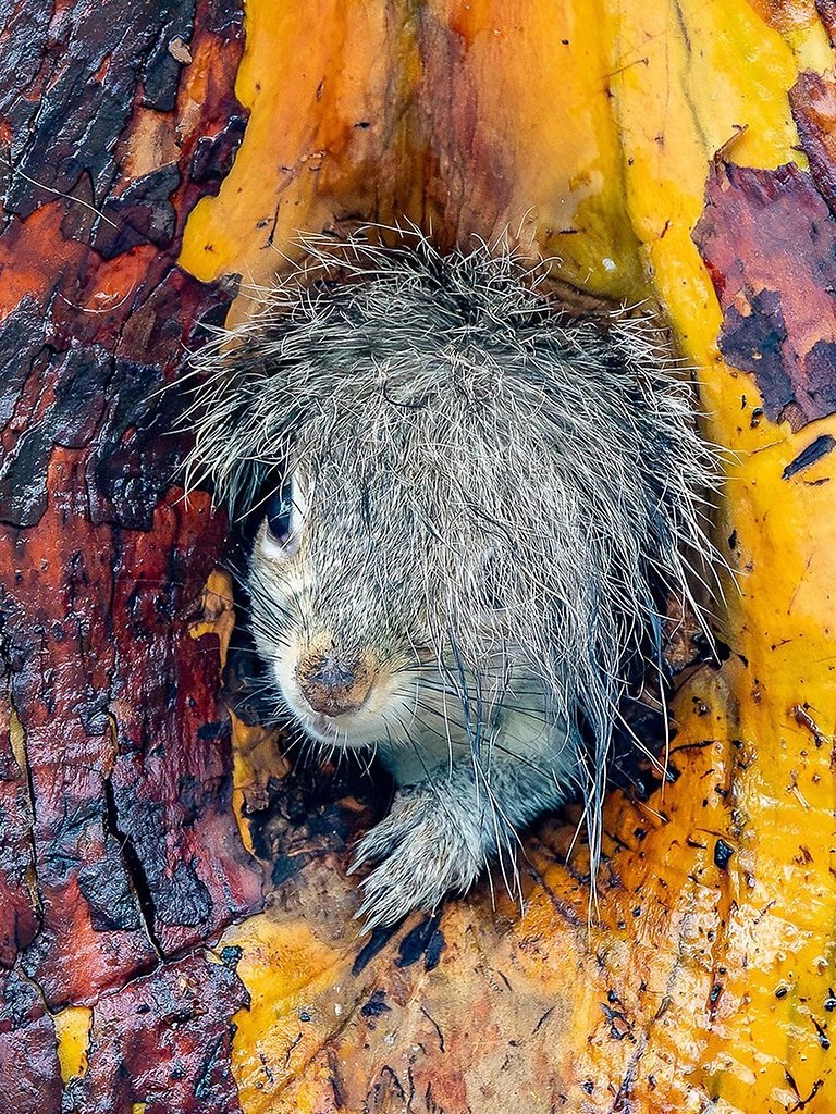 ������ Nikon Comedy Wildlife Awards �������� ����������� 2025 ����, ���������� �������� ����� ... - 4