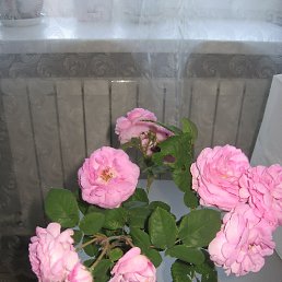 ������, ��������