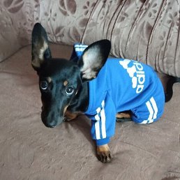 B�������ka, �����������, 39 ���