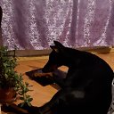  Klempner Deutscher,  -  17  2025    