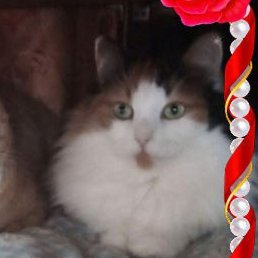 ��������, �������, 53 ����