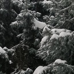 ��������, ���������