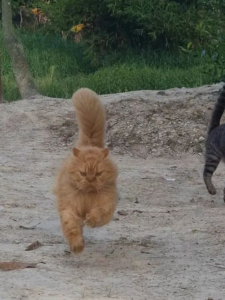        .   ,    ,    ... - 3