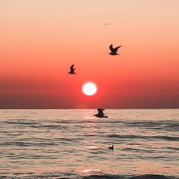 ���������, ������, 55 ���