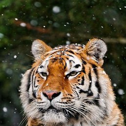 ���, ������, 32 ����