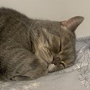 ���� ���������, ������, 37 ��� - ��������� 4 ������ 2026 � ������ ���� ����������