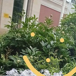 �����, ������, 36 ���