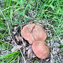 ���� �����, �������, 54 ���� - ��������� 22 ���� 2025 � ������ ������ ��������