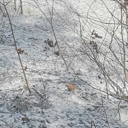 ����, �����������, 52 ����