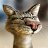 ���� Crazy Cat, ������ - ��������� 17 ������� 2025