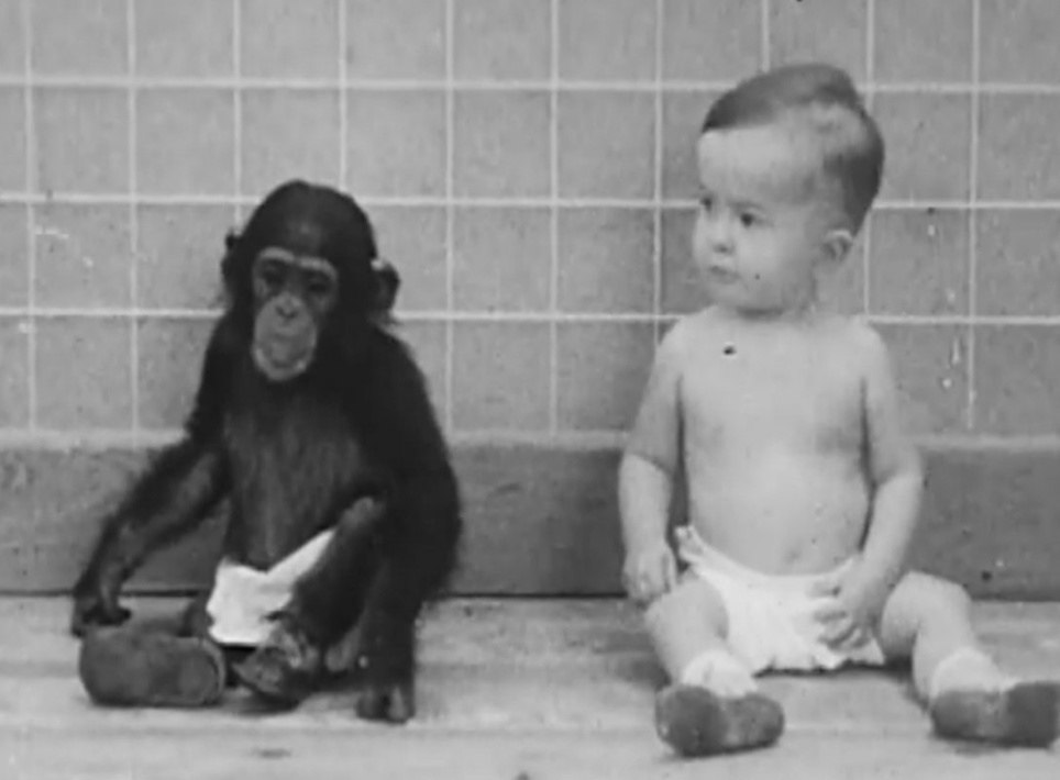 Он взял к себе домой детёныша шимпанзе и решил воспитывать его вместе со своим 10-месячным сыном. Во ...