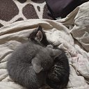 ���� ������� �������, �����-���������, 61 ��� - ��������� 6 �������� 2025 � ������ ���� ����������