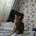 ���� ��������, ������, 50 ��� - ��������� 14 ������ 2026 � ������ ���� ����������