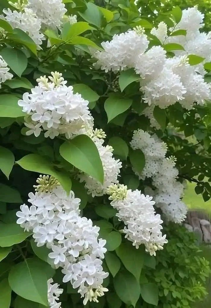 �������� ��������� ����� ������
