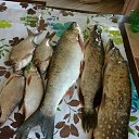 ���� ������, ������, 49 ��� - ��������� 29 ������ 2024 � ������ ���� ����������