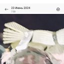 ���� ����, ������, 44 ���� - ��������� 25 ������ 2025 � ������ ���� ����������