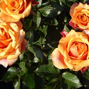 ���� ������, ������, 71 ��� - ��������� 24 ������ 2024 � ������ ���� ����������