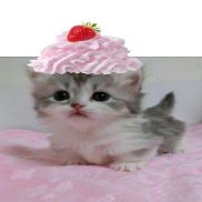 �����, 25 ���, �������