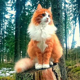 ����, ���������, 27 ���