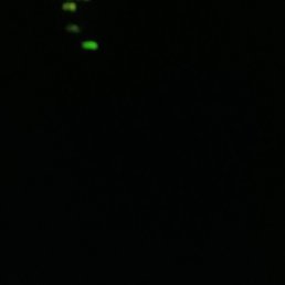 �������, �������, 31 ���