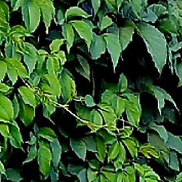 Ann, �����������, 50 ���