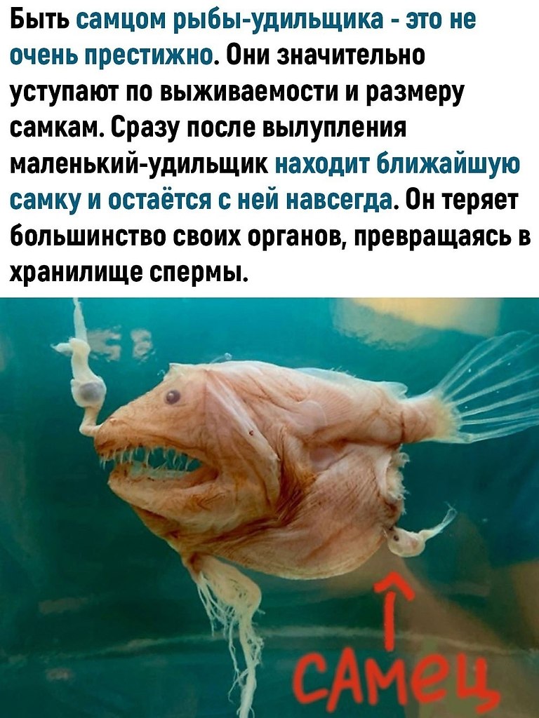 ��� ������� ��������