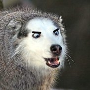 �������, 39 ���, ���