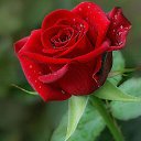 ���� �������, ��������� - ��������� 13 ������� 2026 � ������ ���� ����������