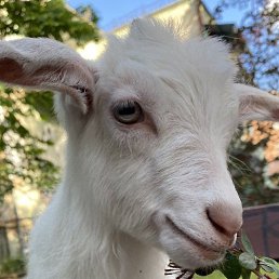 ���� Igor, �����������, 66 ��� - ��������� 23 ���� 2024