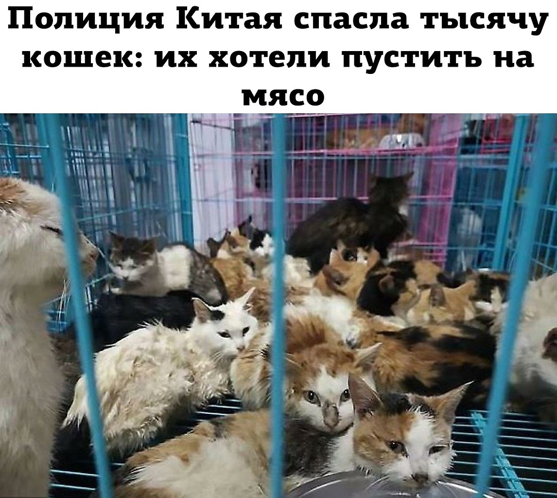 Развожу котят. Продают кошек. 100 Кошек в квартире.