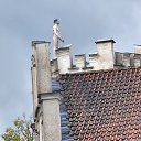 ���� Gintautas, ��������, 66 ��� - ��������� 3 ������ 2024 � ������ ���� ����������