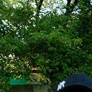 ��������, 39 ���, ����