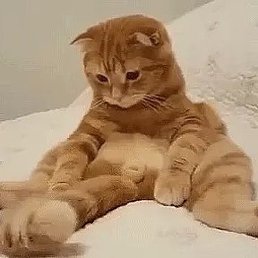 ����, ����, 40 ���