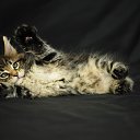 ���� ��������, �����, 39 ��� - ��������� 19 ������ 2025 � ������ ���� ����������