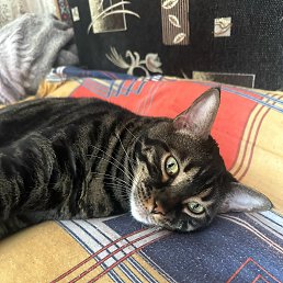 ���� �����, ���, 55 ��� - ��������� 3 ������ 2026