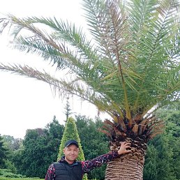 ���������, ����, 33 ����